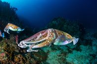 Expeditionen: Helden der Evolution – Riesige Tintenfische schweben in der Nähe des Meeresbodens.