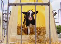Netz Natur – NETZ NATUR Kuh-Schweiz? Schwedische Gardinen: Kälbermast in Einzelhaltung - aus Hygienegründen