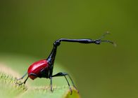 Die letzten Paradiese – Insekten sind die vielfältigsten Tiere der Welt. Rund zehn Millionen Arten leben in den trockensten Wüsten, auf den höchsten Bergen und in den üppigsten Regenwäldern ...