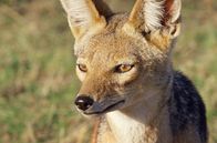 Serengeti – Schakal in der Serengeti: Für ihn und andere Aasfresser ist ein Kadaver ein Glücksfall.