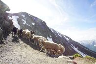 Heimatleuchten – Schafe auf dem Weg zum Gipfel