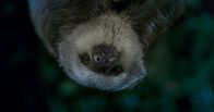 Tod bei Nacht – Costa Rica - Ein Faultier auf einem Baum.