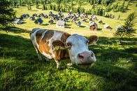 Heimatleuchten – Das Bild zeigt eine Kuh und die Egger Alm.