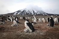 Planet Erde II – Über eine Million Kehlstreifpinguine lebt auf der entlegenen Zavodovski Island im großen Südpolarmeer. Es ist die größte Pinguinkolonie der Welt.