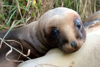 Wildes Neuseeland – SRF DOK Wildes Neuseeland – Im Reich der Extreme Kleiner Seelöwe Copyright: SRF/Doclights NDR Naturfilm & BBC