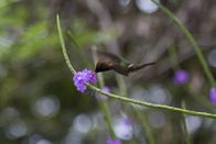 Wilde Inseln – CARIBBEAN - Hummingbirds have the fastest metabolism of any vertebrate on earth. Their hearts can beat over 1000 times a minute, and wings can flap up to 200 times a second when they dive.(photo credit: Off the Fence/Anthony Pyper)