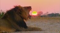 Cecil - Die Legende eines Königs – Er war ein König. 13 Jahre lang hat er in seiner Heimat in Afrika regiert. Er war der Beschützer seines Rudels, der Vater einer neuen Generation. Er wurde für viele zu einem Helden, einem Symbol. Man nannte ihn Cecil. Als ihn der Pfeil eines Trophäenjägers niederstreckte, ging die Nachricht um die ganze Welt und löste Wut und Kummer aus. - Löwe Cecil brüllt mit Sonnenuntergang