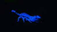 OLI's Wilde Welt - In Afrika – Bei UV-Licht leuchten die Skorpione im Dunkeln.