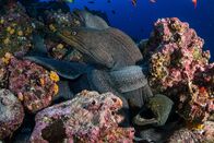 Wilde Schätze des Äquators – Feinfleckige Muränen sind ein sehr häufiges Riffräuber auf Wolf Island, Galapagos. (Bildnachweis: Enric Sala)