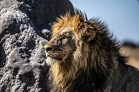 Okawango - Fluss der Träume – Die Muttertiere halten lieber Abstand, doch die Youngsters der Pottwale sind neugierig – sie kommen nahe an den Kameramann heran um einen genauen Blick auf den Besucher zu werfen.