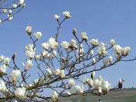 Querbeet Classix – In dieser Sendung gibt es praktische Tipps zur Magnolien-Pflege.
