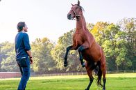 2 unter Millionen – Henry (Oliver Mommsen) möchte mit seinem Pferd "Feelgood" an die Spitze Deutschlands schaffen!