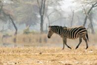 Tierisch alt! – Zebra in Kenia