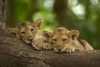 Wildes Indien – Gir-Nationalpark, Gujarat, Indien: Zwei asiatische Löwenjunge liegen auf einem Baumstamm im Gir-Nationalpark.