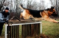 Kommissar Rex – Kommissar Brandtner (Gedeon Burkhard) und Rex trainieren bei der Hundestaffel, um in Form zu bleiben.