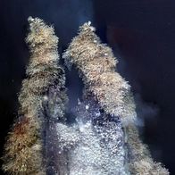 Der blaue Planet – Auf einer hydrothermalen Quelle siedeln sogenannte Hoff-Krabben. Sie sind wegen ihrer starken Brustbehaarung nach dem Schauspieler David Hasselhoff benannt.
