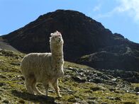 GEO Reportage – Alpakas sind den Lebensbedingungen in über 5.000 Meter Höhe hervorragend angepasst. Ihre dichte Wolle wärmt im Winter und kühlt im Sommer.