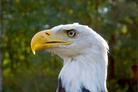 Wilde Inseln – Als Wappentier der USA ist der Weißkopfseeadler der wohl bekannteste Vogel Nordamerikas.