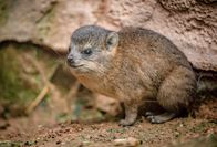 Zoo und so - Tierisch wild! – Klippschliefer.