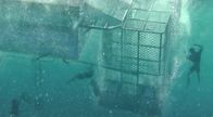 Open Water 3: Cage Dive – Do, 13.10., 14:15 Uhr