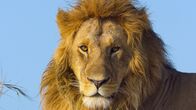 Afrikas Ikonen der Tierwelt – Eine üppige Löwenmähne signalisiert den Artgenossen Stärke.