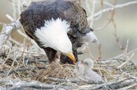 Yellowstone - Park der Extreme – Wenn die Vögel aus ihren Winterquartieren in den Yellowstone zurückkehren, erwacht das Leben im Nationalpark aus dem Winterschlaf.