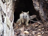 Mini-Monster - Australiens flauschige Räuber – Ein junger Numbat wagt sich aus dem sicheren Bau, um Tageslicht und Frischluft zu schnuppern.