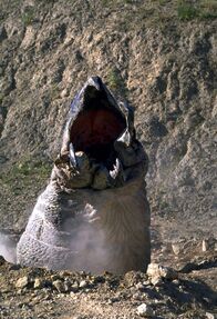 Tremors 2 - Die Rückkehr der Raketenwürmer – Tremors 2 - Die Rückkehr der Raketenwürmer (1996)