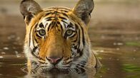 Asiens geheime Wildnis – Tiger sind alles andere als wasserscheu.