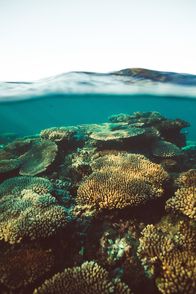 Anthropozän – Coral Bay, Australien: Mehr als 90 Prozent aller weltweit vorkommenden Korallenriffe werden bis zum Jahr 2050 absterben. Die Erde hat bereits mehr als die Hälfte der Unterwasserwälder in den vergangenen 30 Jahren verloren.