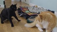 Der Katzenflüsterer – Fr, 24.07., 06:00 Uhr