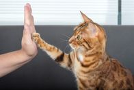 111 – The cute Bengal cat gives a high-five paw to the owner with love.