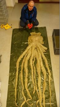 Mythen und Monster – Der Biologe Charles Paxton glaubt, der Riesenkalmar könnte einer der Ursprünge für die Legende vom Kraken sein.