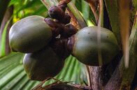 Wilde Trauminseln – Die Größten im Pflanzenreich: Die Früchte der Coco de Mer, auch Seychellenpalme genannt, enthalten bis zu drei Samen, die jeweils gut 30 Kilogramm schwer werden können.