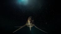 Mythen und Monster – Spezialisten versuchen herauszufinden, was für ein Tier sich in den Tiefen des Sees verstecken könnte.