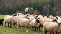 Expedition in die Heimat – Schafherde mit Schäfern.
