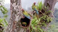 Costa Rica - Regenwald der Österreicher – Universum: "Costa Rica - Der Regenwald der Österreicher", Rund 1,5 Millionen Euro haben die Österreicher für die Rettung eines der artenreichsten Regenwälder gespendet: des Bosque Esquinas im Südosten von Costa Rica. Doch nur die wenigsten haben Gelegenheit, diese Naturschönheit mit eigenen Augen zu bewundern. Das Filmteam führt in die verborgenen Welten des Regenwaldes der Österreicher und zeigt in beeindruckenden Bildern das faszinierende Zusammenspiel von Pflanzen und Tieren und die aufregende tägliche Arbeit der Biologen und Botaniker. Es sind zahlreiche Wunder der Natur, die den Wald zu dem machen, was er ist: eine ungemein komplexe Welt, in der jeder Millimeter bewohnt, bewachsen und genutzt ist.