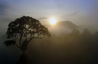 Paradiese aus Menschenhand – Der Regenwald Borneos ist ein Hotspot der biologischen Vielfalt: Hier leben geschätzt 15.000 Pflanzenarten.