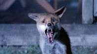 Nightmare Radio - The Night Stalker – Fuchs
