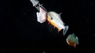 Anna und die Haustiere – Anna füttert die Piranhas mit einer speziellen Zange.; Bei den Fischen mit den kräftigen Gebissen herrscht im Becken eine strenge Hackordnung.; Die kleinsten Piranhas fressen zuerst das Fischfilet. Aber warum fressen die Großen nichts?