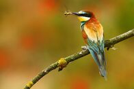 Wildes Transsilvanien – Ein Bienenfresser (Merops apiaster) mit einer Libelle im Schnabel.