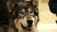 Wolf Town – Wolf