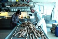 Mythos - Die größten Rätsel der Geschichte – In Kopenhagen ist es ForscherInnen gelungen, das Genom des Riesenkalmars zu entschlüsseln.