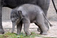 Zoo-Babies – Elefanten-Jungtier Anchali im Zoo Berlin