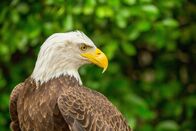 The Natural World – Weißkopfseeadler.