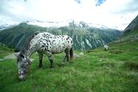 Heimatleuchten – Noriker auf der Krimmler Hochalm im Achental