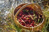 Zu Tisch ... – Sie gelten als wahre Superfrüchte: Moosbeeren, auch Cranberrys genannt. In den Moorlandschaften Lettlands gedeihen sie besonders gut.