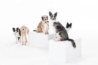 Der Hund - Unser treuer Begleiter – Do, 06.10., 01:35 Uhr