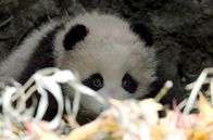 Der Große Panda – Ein drei Monate alter Panda, der im Wolong-Zentrum für die Auswilderung in die Qinling-Berge vorbereitet wird