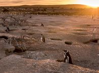 Wildes Patagonien – Jedes Jahr siedelt an der Küstenlinie der patagonischen Wüste die größte Pinguinkolonie Südamerikas. Die Magellan-Pinguine kehren jedes Jahr hierher zurück um ihre Jungen großzuziehen.